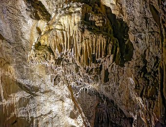 Fistuleuses sur méduse