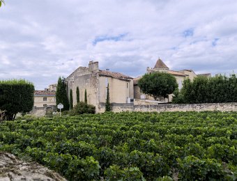 Vigne en ville près du cloître des Cordeliers