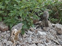 Passereaux non identifiés au temple Jaïn d'Adinatha
