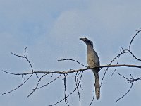 Oiseau non identifié à Ranakpur