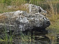 Ibis sur un plan d'eau entre Ranakpur et Udaipur