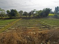 Paysage agricole entre Ranakpur et Udaipur