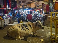 Vache ruminant les déchets végétaux du marché : vache