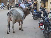 Zébu  La vache, plutôt un zébu Il existe 3 espèces de "bovins" en Inde : la vache, assez peu représentée, le zébu, espèce la plus fréquente, et le buffle