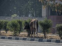 Vache sur une autoroute  Les vaches aiment bien les autoroutes La circulation en Inde est déjà compliquée, mais en plus il y a les vaches, qui semblent particulièrement apprécier les terre-pleins des autoroutes … : vache