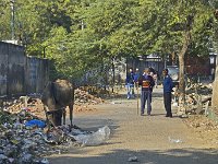 Vache éboueur à Delhi : vache