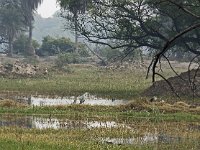 Zone humide et différents oiseaux (oies, héron)