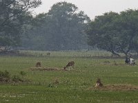 Prairie humide avec cerfs axis et antilope Nilgaut