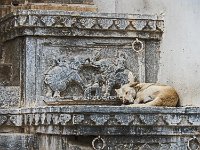 Un chien endormi au pied des éléphants