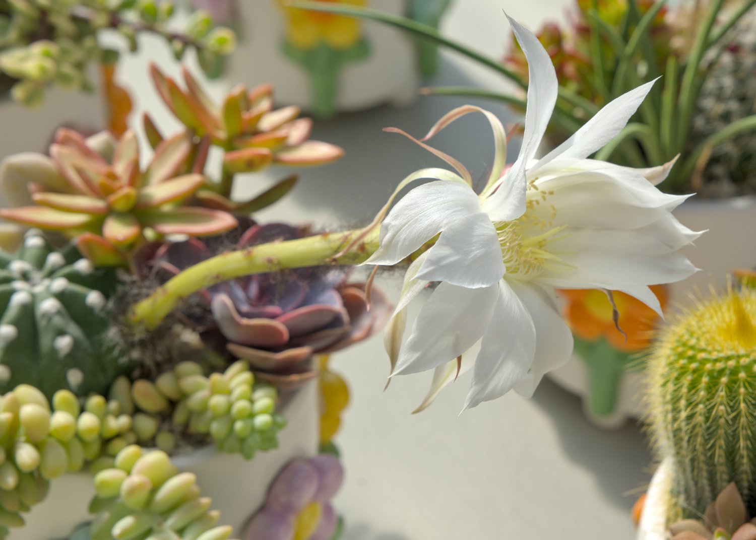 Cactus oursin (Lavibia ancistrophora)