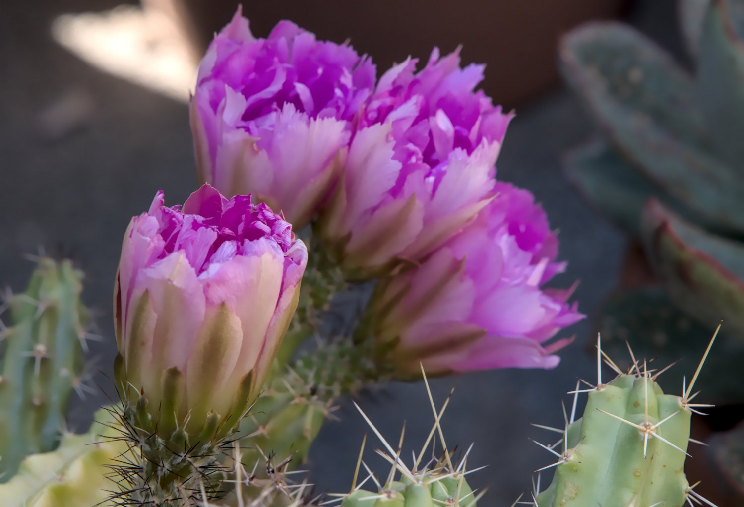 Echinocereus pentalophus
