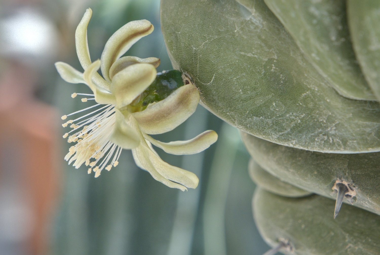 Chandelle bleue (Myrtillocactus geometrizans)