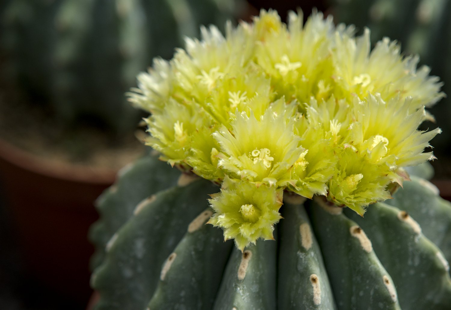 Ferocactus glaucescens
