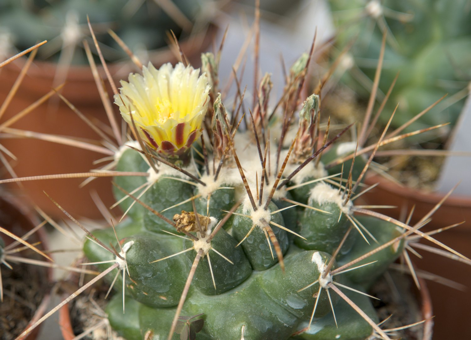 Ferocactus hamatacanthus