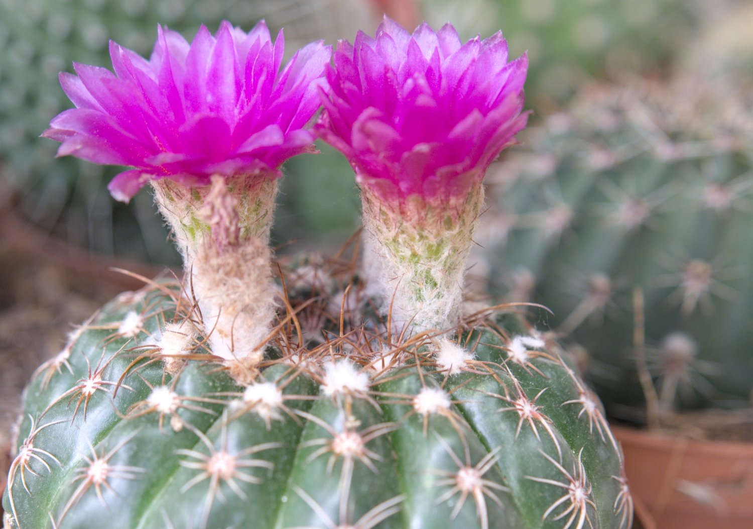 Echinocereus pentalophus