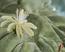 Chandelle bleue (Myrtillocactus geometrizans)