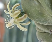 Chandelle bleue (Myrtillocactus geometrizans)