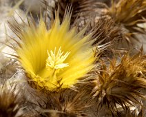 Cactus siège de belle-mère (Kroenleinia grusonni)