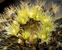 Ferocactus glaucescens