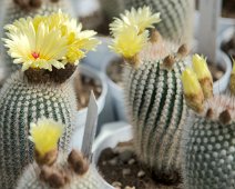 Parodia microsperma