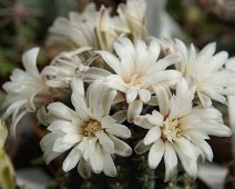 Gymnocalycium quehlianum