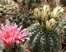 Gymnocalycium quehlianum (à droite)