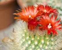 Parodia camarapana