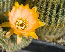Echinopsis aurea