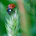 coccinelle