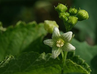 Fleurs d&#39;adventices