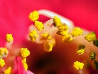 Camélia - Etamines et pollen  7artisans 60mm F4-1/320-160ISO