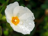 Ciste de Montpellier  7artisans 60mm F4-1/60-250ISO