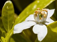 Oranger du Mexique - Etamines et pistil  7artisans 60mm F4-1/450-160ISO