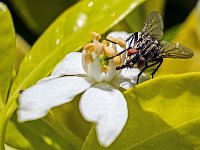 Mouche sur fleur d'oranger du Mexique  Fuji 16-80mm à 80mm + bague allonge 27mm F8-1/350-160ISO