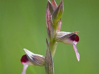 Serapias lingua (Sérapias à languette)  Prairie Périgord
