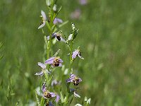 Ophrys