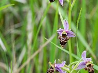 Ophrys scolopax (Ophrys bécasse)  Prairie Gascogne