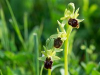 Ophrys aranifera (Ophrys araignée)  Garrigue St Hyppolyte du Fort