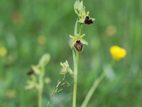 Ophrys aranifera (Ophrys araignée)  Garrigue St Hyppolyte du Fort
