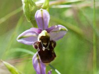 Ophrys apifera (Ophrys abeille)  Prairie Gascogne