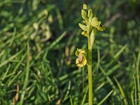 Ophrys lutea (Ophrys jaune)  Garrigue St Hyppolyte du Fort