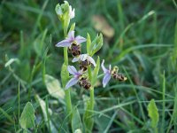 Ophrys scolopax (Ophrys bécasse)  Prairie Gascogne
