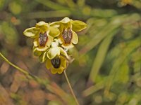 Ophrys lutea (Ophrys jaune)  Garrigue St Hyppolyte du Fort