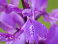 Anacamptis morio (Orchis bouffon)  Causse périgord