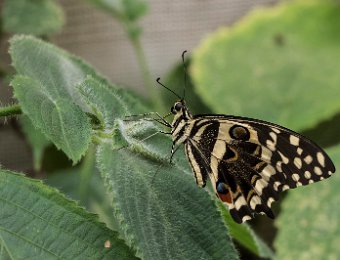 Voilier des citronniers (Papilio demodocus) - Afrique