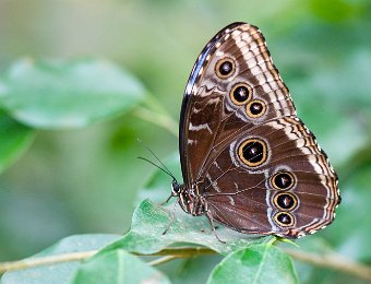 Morpho bleu (Morpho peleides) - Brésil, Amérique centrale