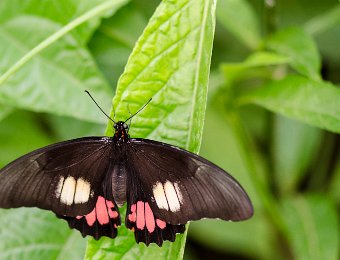 Voilier Iphidamas (Parides iphidamas) - Amérique centrale et Amérique du sud