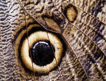 Morpho bleu - détail d'une ocelle