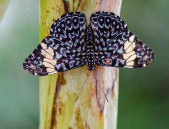 Craqueur rouge (Hamadrias amphimone) - Amérique du sud et centrale