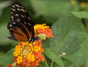 Hecalé (Heliconius hecale) - Amérique du sud